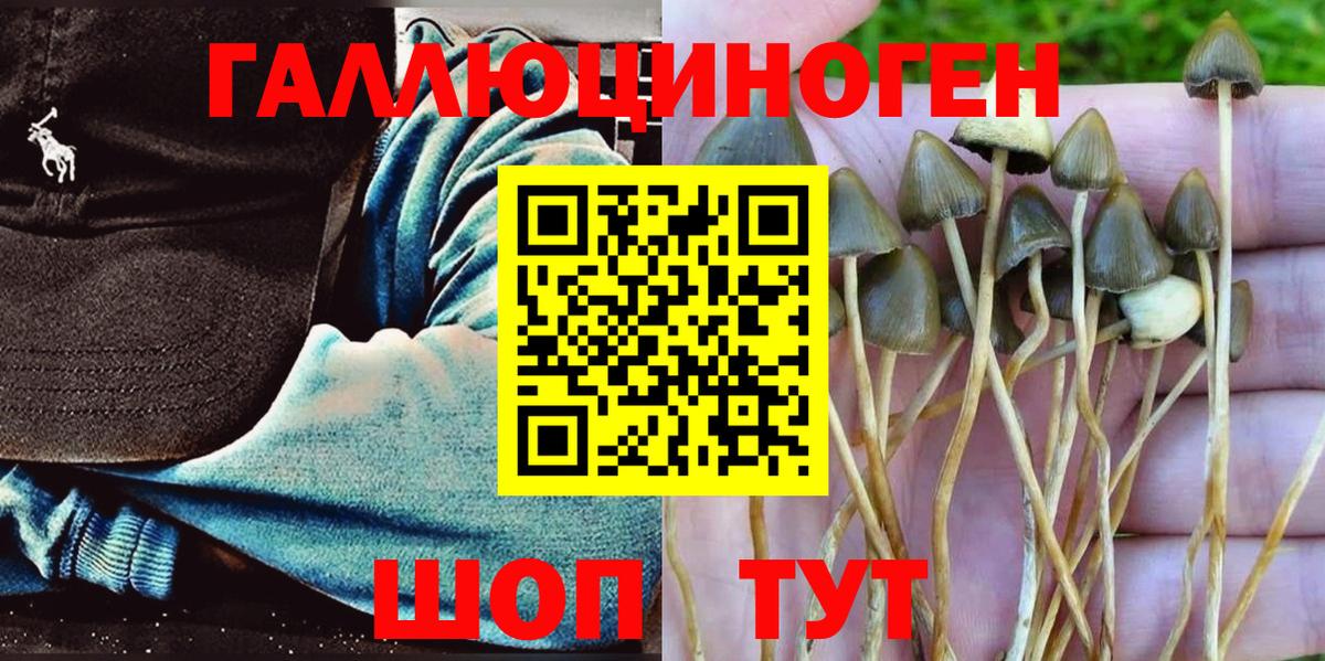 Псилоцибиновые грибы Psilocybe Пугачёв
